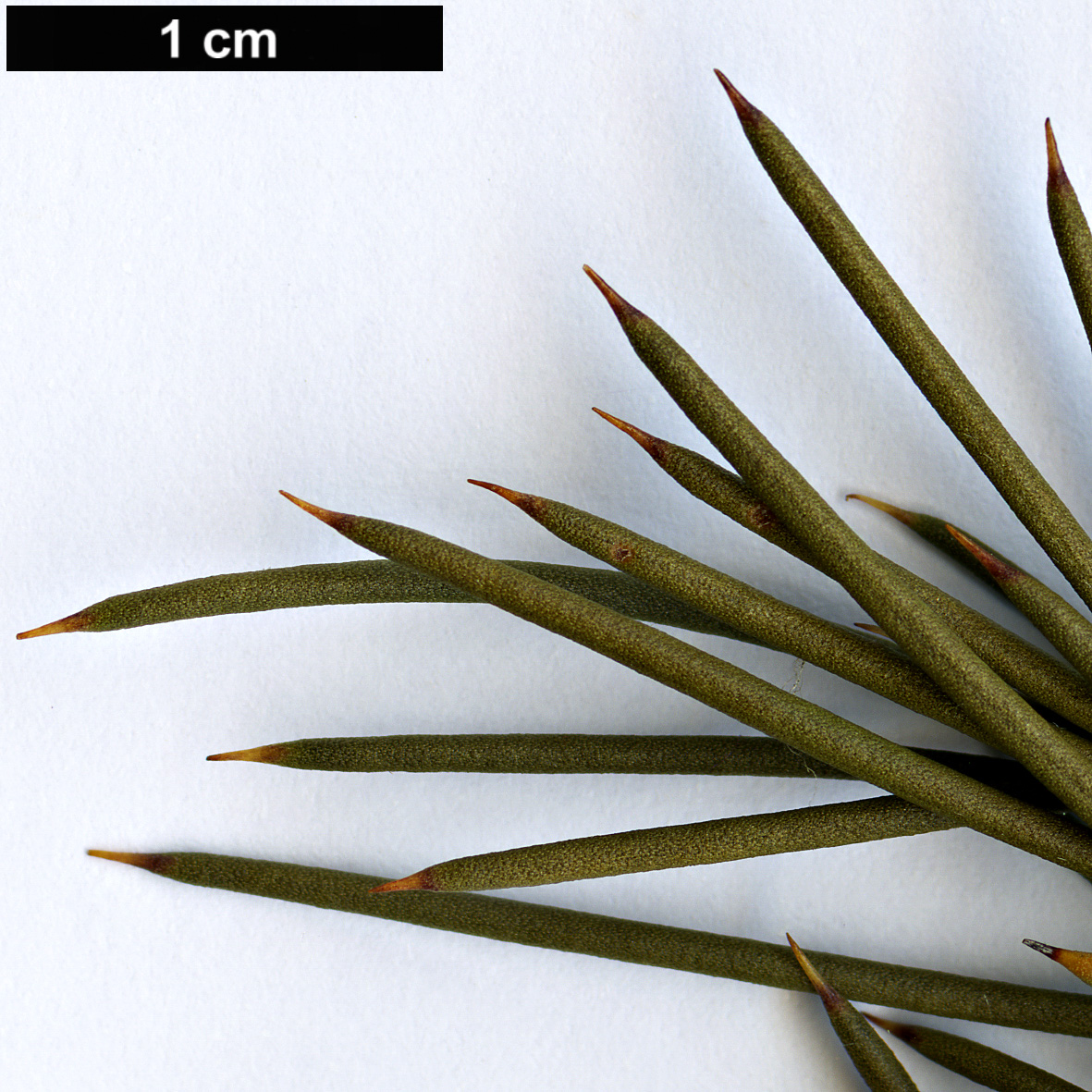 High resolution image: Family: Proteaceae - Genus: Hakea - Taxon: decurrens - SpeciesSub: subsp. platytaenia
